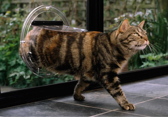 Cat walking through a cat door into a tiled home.