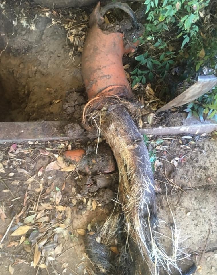 Blocked drain from tree roots in Wollongong - blocked drains Wollongong