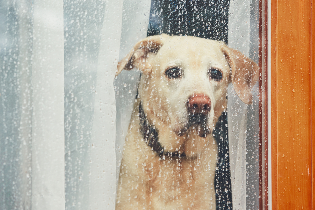 dog-looking-at-rain-through-glass-window