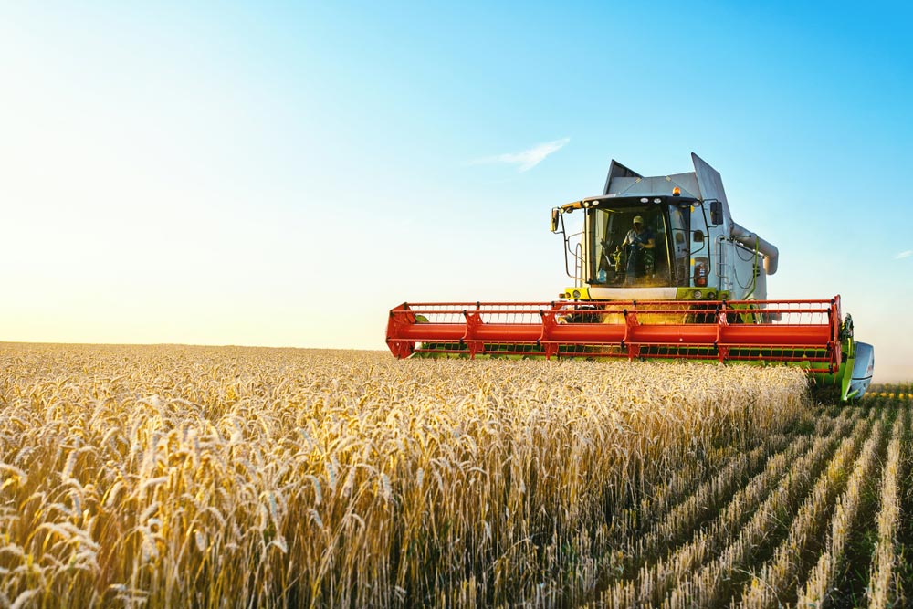 Combine Harvester Harvesting Wheat