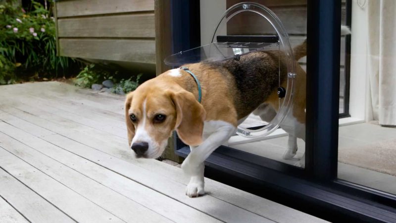 The Ins And Outs Of Pet Doors