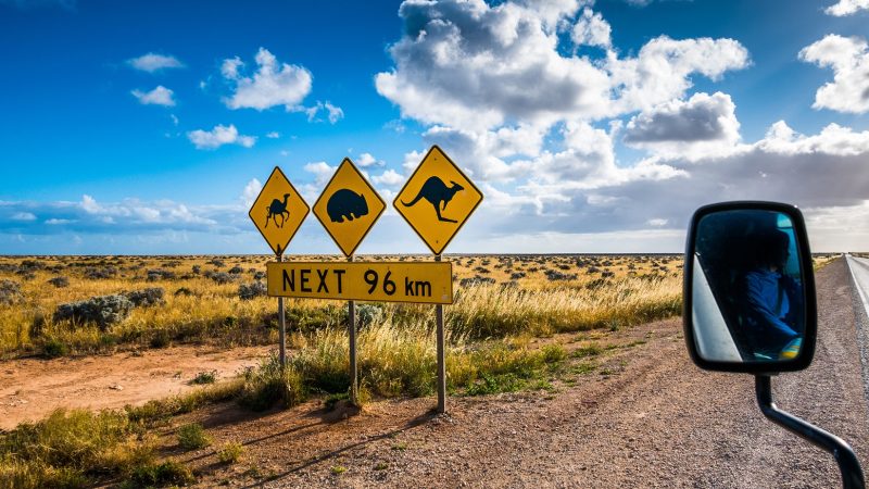 Tips For a Wildlife-Safe Road Trip