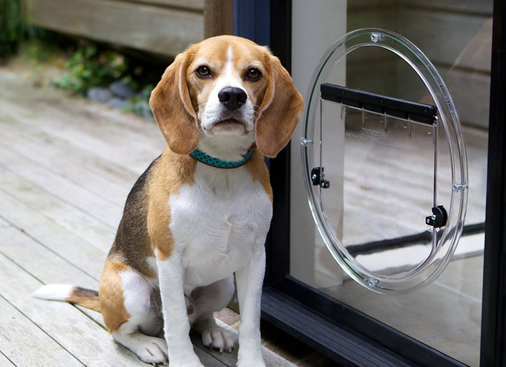 Beagle dog standing outside a newly installed dog door.