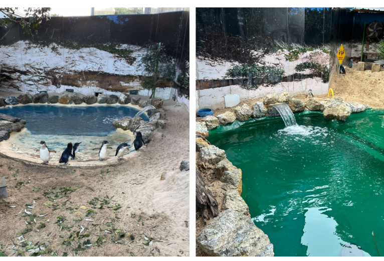 Restoring the Penguin Pool | Coffs Coast Wildlife Sanctuary