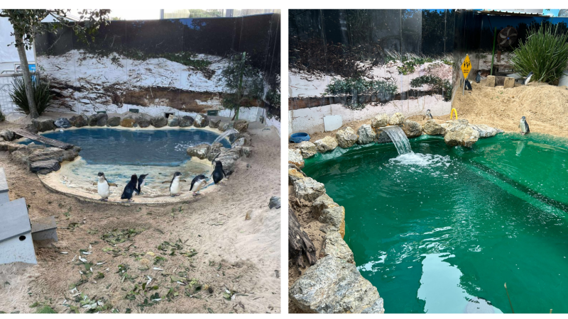 Restoring the Penguin Pool | Coffs Coast Wildlife Sanctuary