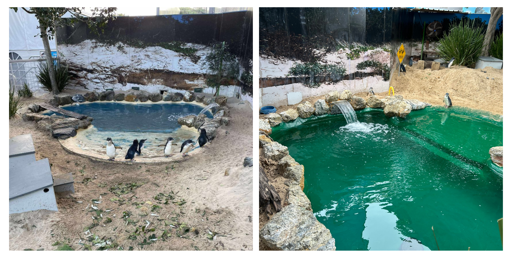 Restoring the Penguin Pool | Coffs Coast Wildlife Sanctuary