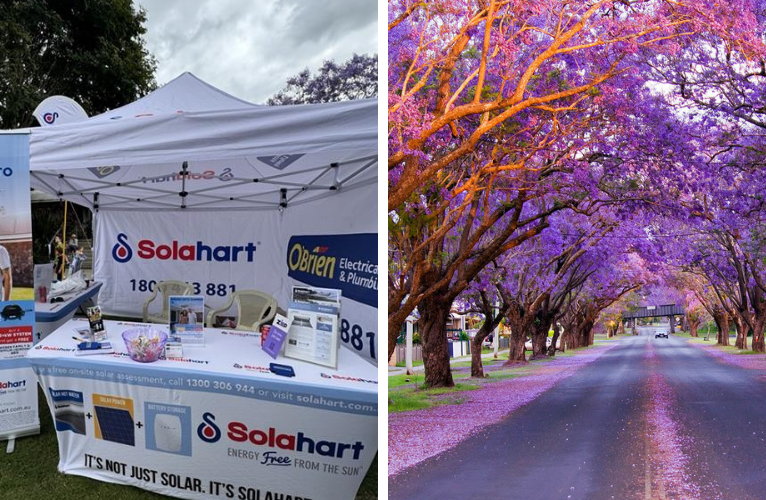 Celebrate the Grafton Jacaranda Festival with us!