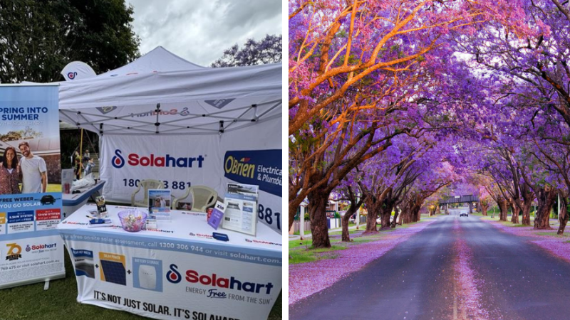 Celebrate the Grafton Jacaranda Festival with us!