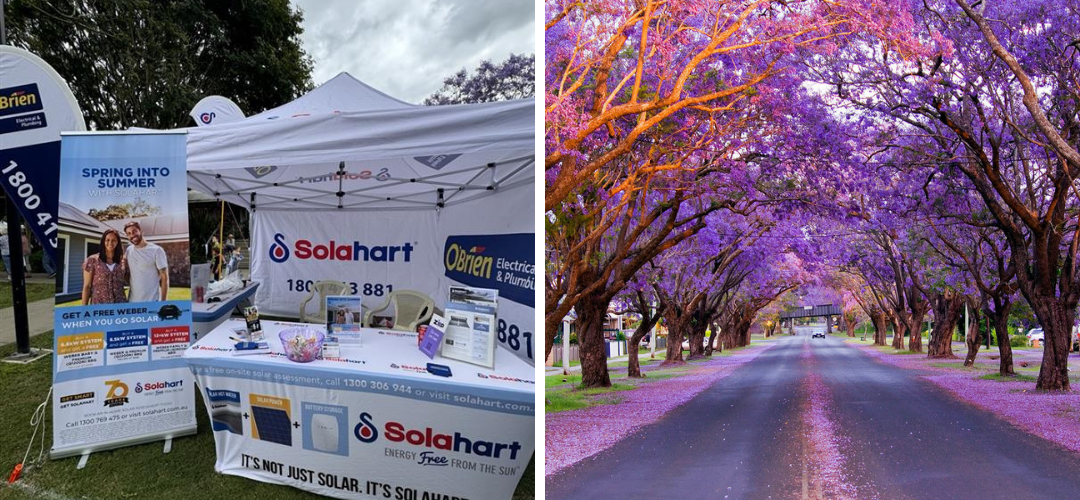 Celebrate the Grafton Jacaranda Festival with us!